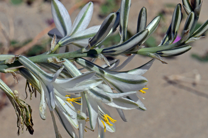 Desert Lily has white or bluish-white flowers with a green or silver-green stripe down the central margin. Flowers are large from a stout raceme, the fruit is a capsule. Hesperocallis undulata Desert Lily has white or bluish-white flowers with a green or silver-green stripe down the central margin. Flowers are large from a stout raceme, the fruit is a capsule. Hesperocallis undulata